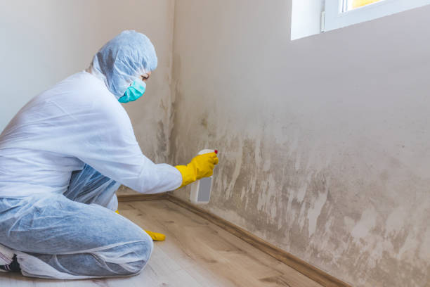 Licensed Mold Remediation service in Harrisonburg, VA - 24 Hour Mold Removal
