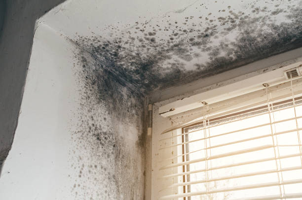 Affordable Mold Remediation solutions in Harrisonburg, VA