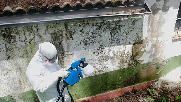 Top rated local Mold Remediation specialists in Harrisonburg, VA